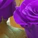 Profile Picture of Nancy Sutherland (@mrssudz1) on Pinterest