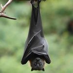 Javin Solomon Arambula - Instagram Profile Picture of Javin Solomon Arambula (@fruitdeamon) on Instagram