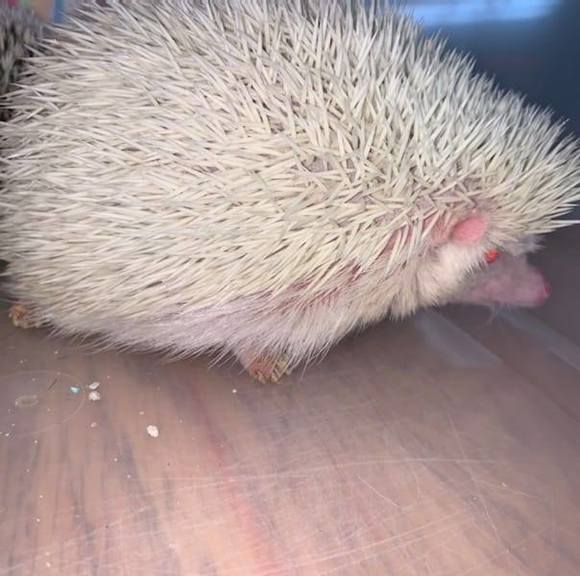 Profile Picture of Steven Ailey (@stevenailey) on Poshmark