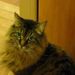 Profile Picture of Mary McClain (@marymcclain90) on Pinterest