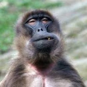 Profile Picture of Adam Kaufman (@adamkaufman4359) on Youtube