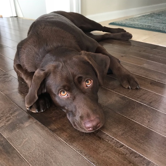 Profile Picture of Sarah Fleener (@sgfleener) on Poshmark