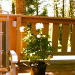 LaRae Hill - Instagram Profile Picture of LaRae Hill (@laraehill) on Instagram