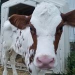Profile Picture of Heather Stringham (@hstringham_64) on Instagram