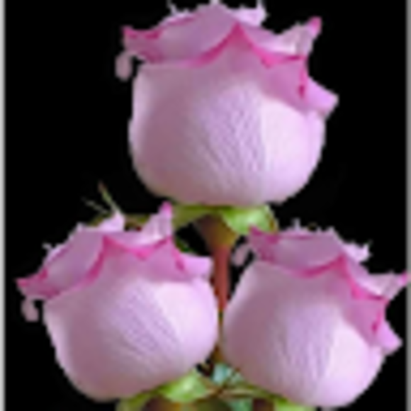 Profile Picture of Albina Baires (@albinalopez190) on Poshmark