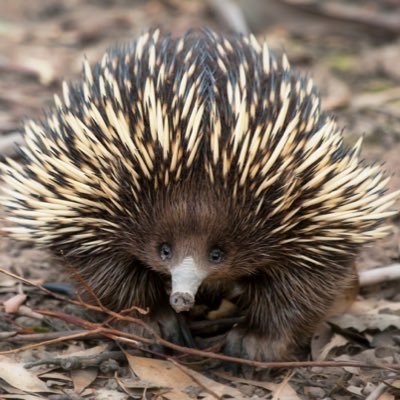 Profile Picture of Ted Temple-Bowles (@TedsterTB) on Twitter