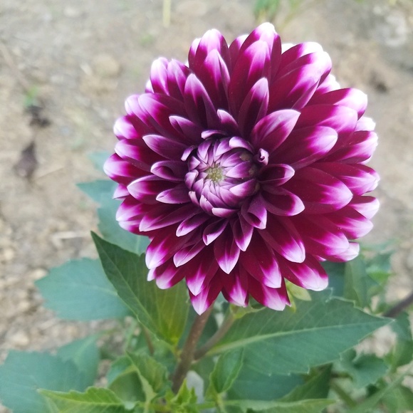 Profile Picture of Christy Justus (@christyjustus) on Poshmark