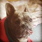 Profile Picture of Dominic Angelo (@mr_og_kush) on Instagram