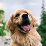 Profile Picture of Louie Norman Calvo🐾 (@sweetlouthegolden) on Instagram