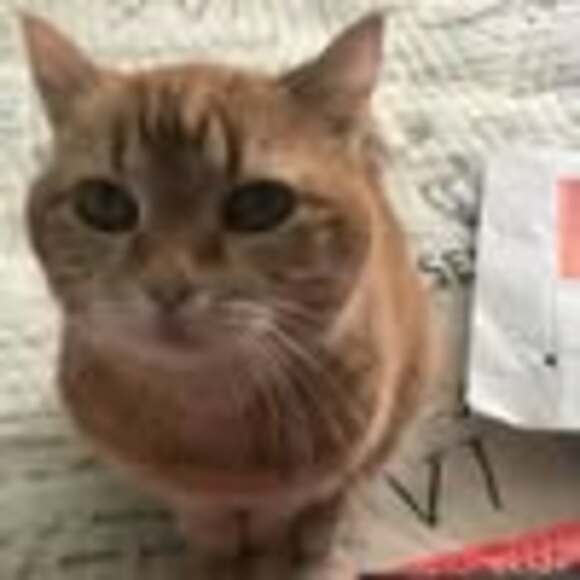 Profile Picture of Connie Dammann (@constance5054) on Poshmark