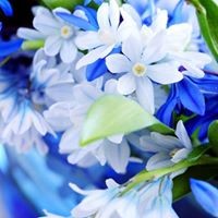 Profile Picture of Sherry Vann Abboud (@sherry-vann-abboud) on Quora