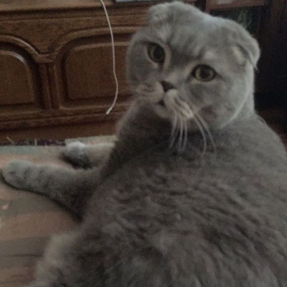 Profile Picture of Alex Brayman (@coolhouz) on Poshmark