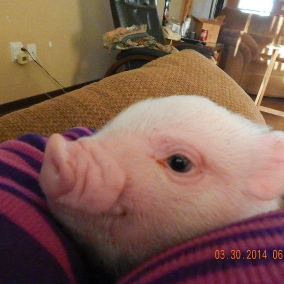 Profile Picture of Zuma Ellis-knight (@zumaa) on Poshmark