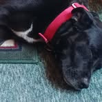 Profile Picture of William Ditto (@william.ditto) on Facebook