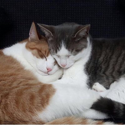 Profile Picture of Jelle Peters (@koningjelle8) on Twitter