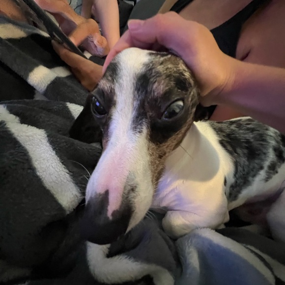 Profile Picture of Emmaline Schrader (@emmalinesch412) on Poshmark