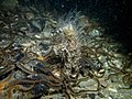 Profile Picture of Chaetopteruson Wikipedia