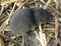 Profile Picture of Soricomorphaon Wikipedia