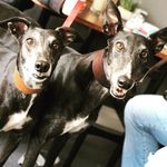 Profile Picture of Billy And Libby The Greyhound (@billy_and_libby_the_greyhound) on Instagram