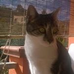 Profile Picture of Michele crisologo (@crisologomichele) on Instagram