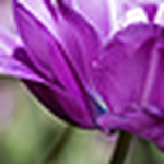 Profile Picture of Tracy Walsh (@www.poserdesign.net) on Flickr