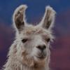 Profile Picture of Kevin 🦙 (@kevinkefer) on Tiktok