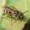 Profile Picture of Leon van der Noll (@Irish insect database) on Flickr