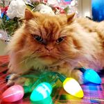 Profile Picture of Erica Ingalls (@shadylady522) on Instagram