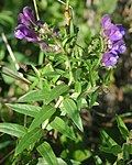 Profile Picture of Scutellaria baicalensison Wikipedia