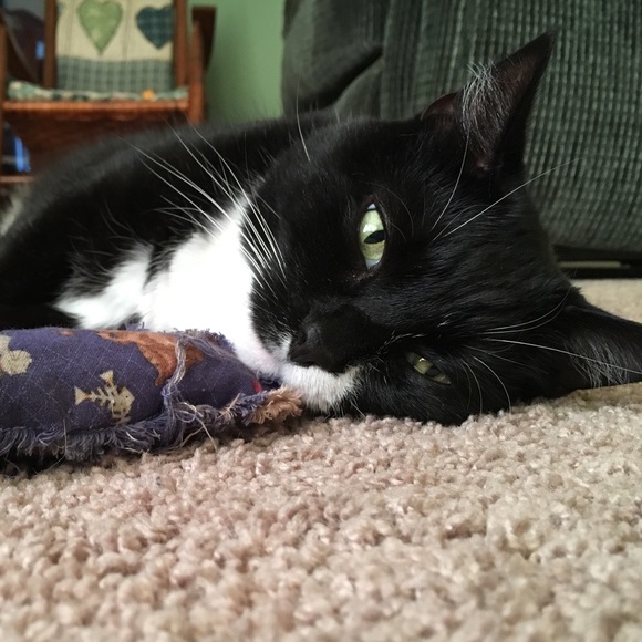 Profile Picture of Joanna Hamburg (@kittytucker91) on Poshmark