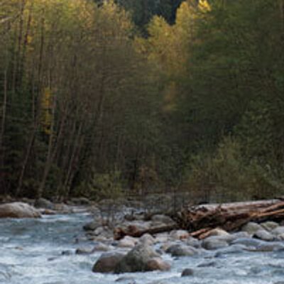 Profile Picture of Lynn Canyon Park (@LynnCanyonPark) on Twitter