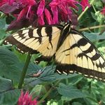 Audrey Brousseau - Instagram Profile Picture of Audrey Brousseau (@audrey.brousseau.54) on Instagram