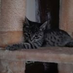 felicia stephan - Instagram Profile Picture of felicia stephan (@pauline_katze) on Instagram