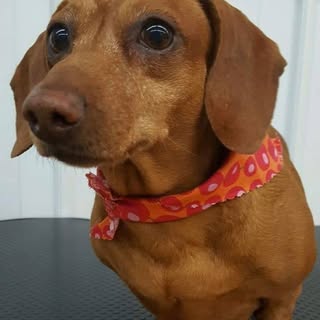 Profile Picture of JJ Steele (@steele.jj) on Instagram