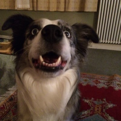 Profile Picture of Ivan Branch (@woodybranch) on Twitter