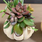 Profile Picture of Brenda keaton (@mountainviewplants) on Instagram
