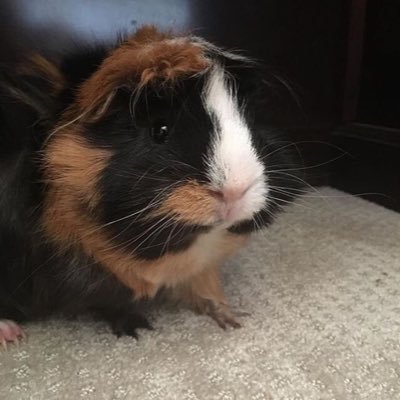 Profile Picture of Matthew Gilbride (@MatthewGilbrid1) on Twitter