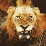 Profile Picture of Brandon Lion Keiser (@lionheart_5150) on Instagram