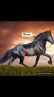 Profile Picture of   Horse People Over Here!... (@horse_puppies_wolves_101) on Tiktok
