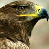 Profile Picture of Ihab Ahmad (@@ihabahmad6) on Tiktok