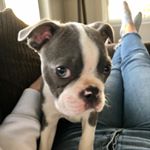 Profile Picture of Cooper Earl Wilkins (@cooptheblueboston) on Instagram