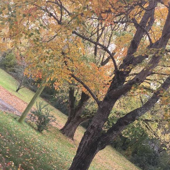 Profile Picture of Qamar Al saadi (@aso501084) on Poshmark