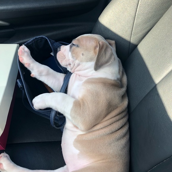 Profile Picture of Amanda Pulido (@amanda284) on Poshmark