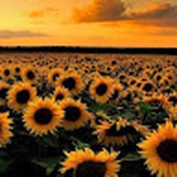 Profile Picture of Brenda Landeros (@brenda-landeros-8) on Quora