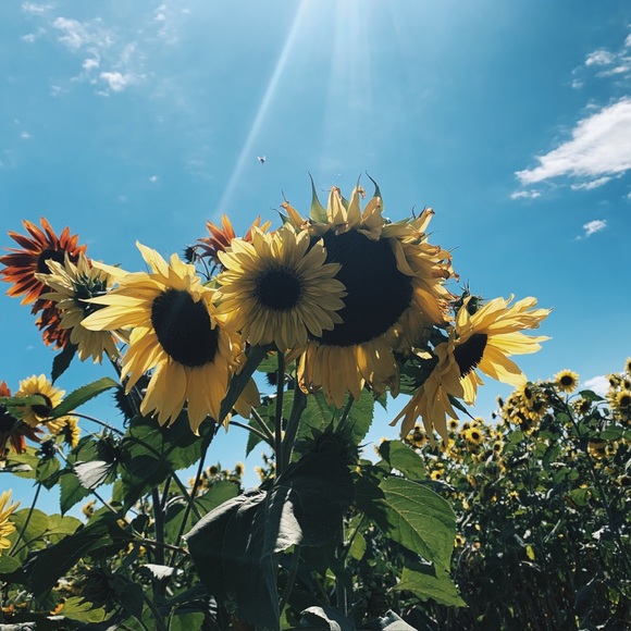 Profile Picture of Kathleen Silvius (@katsilv) on Poshmark