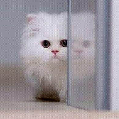 Profile Picture of Shereen Hussein Yassein (@ShereenYassein) on Twitter