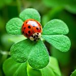 Profile Picture of Genoveva Silva (@simonebeauvoir59) on Instagram