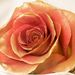 Profile Picture of Gilded Petals (@robinleddy) on Pinterest