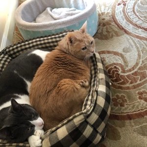 Profile Picture of Jack & Barley (@Jillian70087145) on Twitter