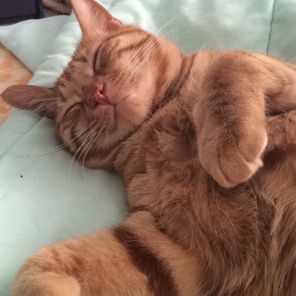 Stephanie Shafer - Poshmark Profile Picture of Stephanie Shafer (@shafers) on Poshmark